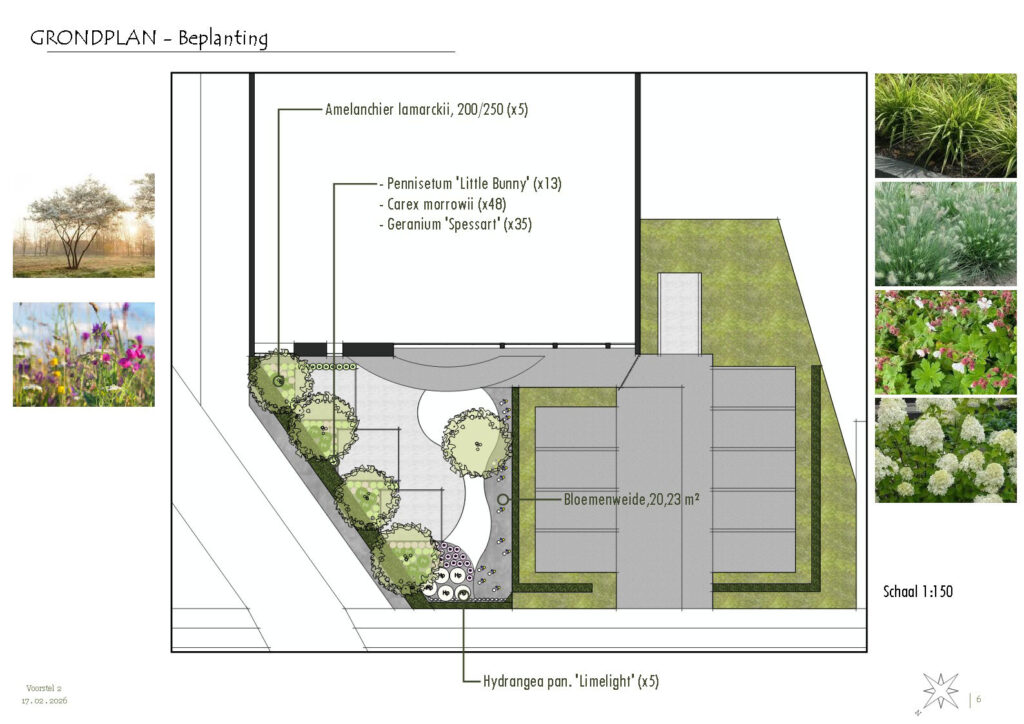 Een gedetailleerd beplantingsplan opgemaakt in SketchUp Layout. De presentatie combineert een technische tekening met referentiefoto's en namen van planten zoals Amelanchier, Pennisetum en Geranium, voor een duidelijk beeld van de toekomstige vegetatie.