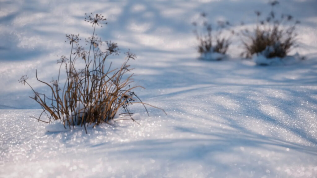 Een macro 3D-render van droge siergrassen die uit een dik sneeuwdek steken in een winters landschap. Het zonlicht creëert realistische, sprankelende schitteringen (glints) op de sneeuwkristallen, ter demonstratie van de nieuwe 'Glints' materiaalfeature in Chaos Corona 15.